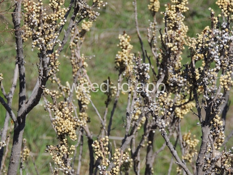 poison-ivy, Rydberg's